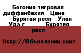 Бегония тигровая, диффенбахия › Цена ­ 150 - Бурятия респ., Улан-Удэ г.  »    . Бурятия респ.